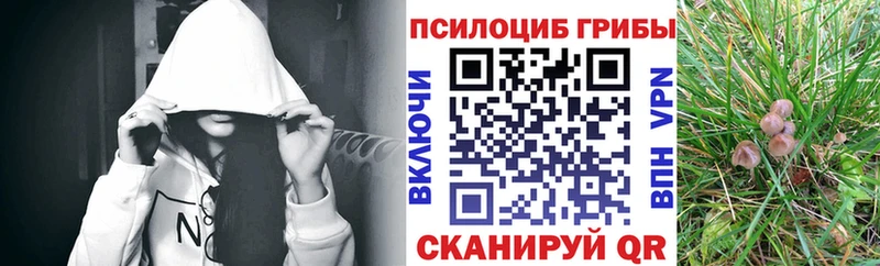Галлюциногенные грибы Cubensis Елец