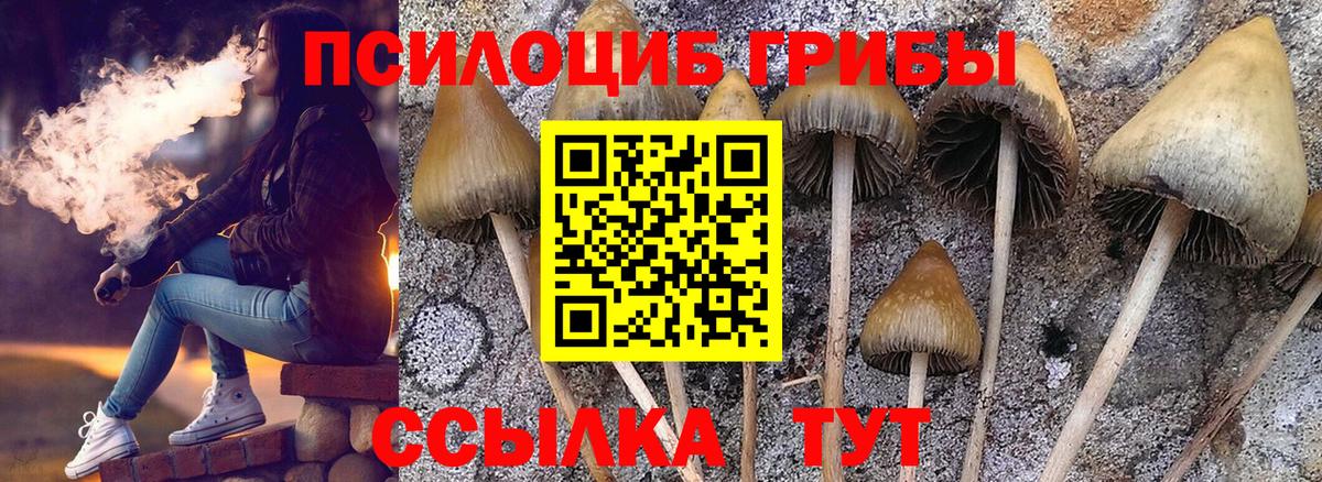 Галлюциногенные грибы Cubensis Елец